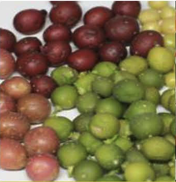 강감 품종 선택